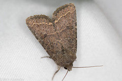 Protorthodes texicana