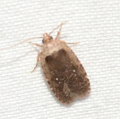 Agonopterix clemensella