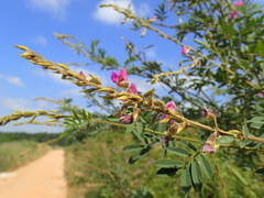 Tephrosia polystachya