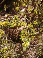 Thymelaea broteriana