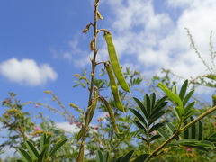 Tephrosia polystachya