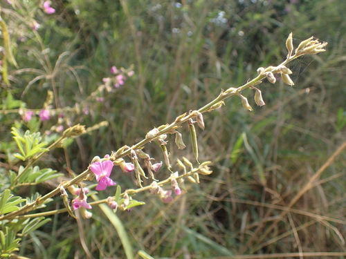 Image of Tephrosia polystachya by (c) Mahomed Desai, some rights reserved (CC BY)