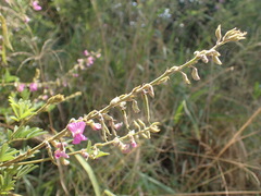 Tephrosia polystachya