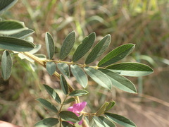 Tephrosia polystachya