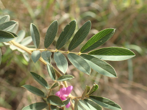 Image of Tephrosia polystachya by (c) Mahomed Desai, some rights reserved (CC BY)