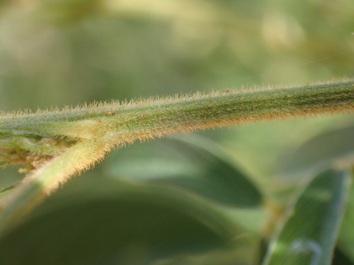 Image of Tephrosia polystachya by (c) Mahomed Desai, some rights reserved (CC BY)
