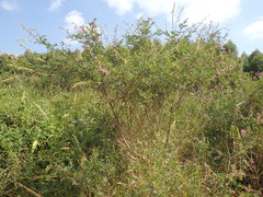 Tephrosia polystachya