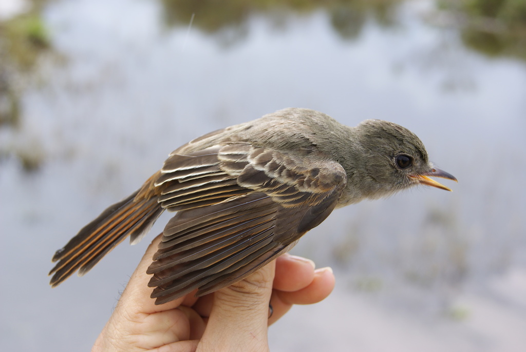 Pale-Bellied Mourner