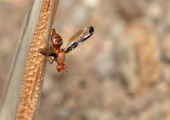 Diacrita