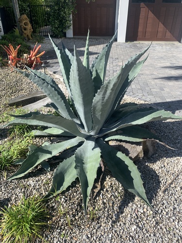 Agave americana image