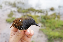 Sciaphylax hemimelaena