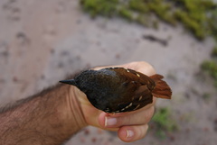 Sciaphylax hemimelaena