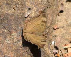 Junonia iphita iphita