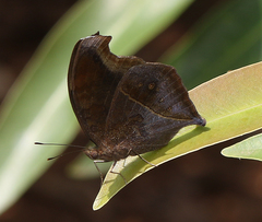 Junonia iphita iphita