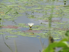 Nymphaea pulchella