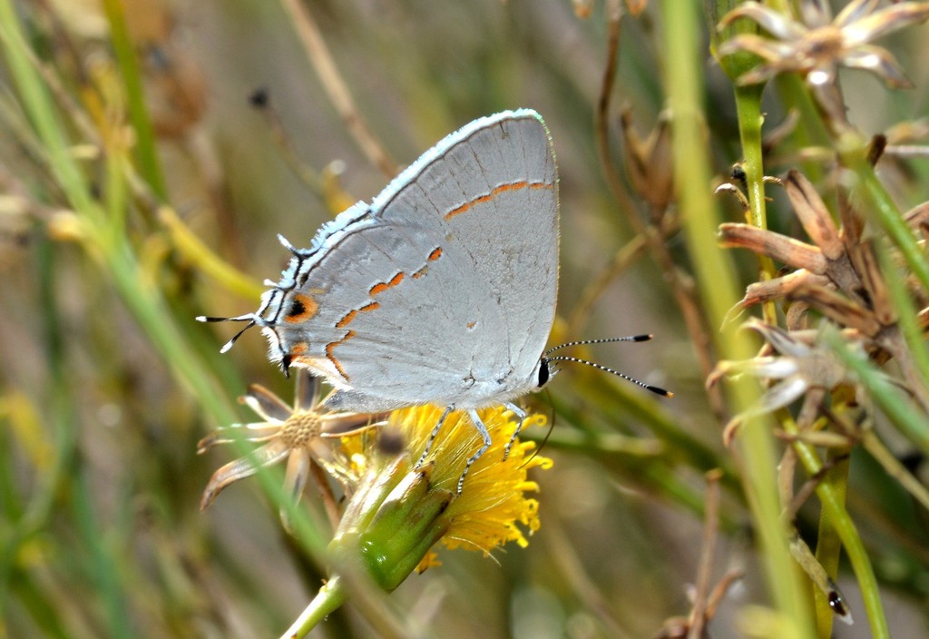 Big Bend Scrub-Hairstreak