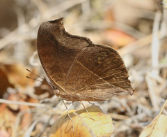 Junonia iphita iphita
