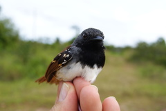 Sciaphylax hemimelaena