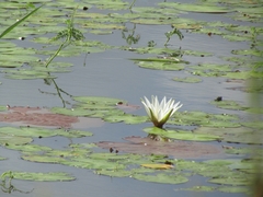 Nymphaea pulchella