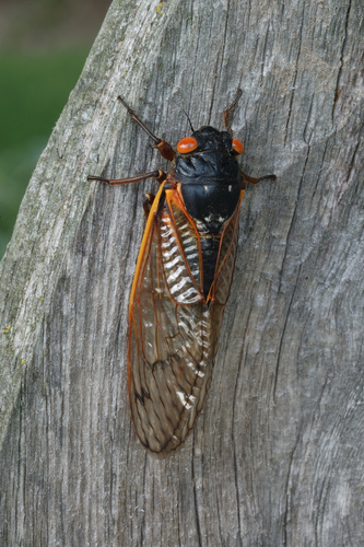 Pharaoh Cicada