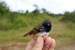 Sciaphylax hemimelaena