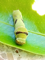 Papilio demoleus