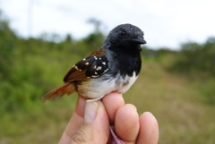 Sciaphylax hemimelaena