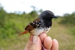 Sciaphylax hemimelaena