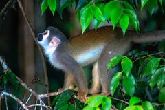 Ecuadorian Squirrel Monkey photo 3