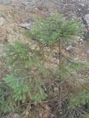 Picea abies