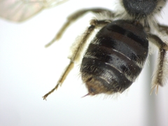 Andrena