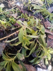 Dianthus barbatus