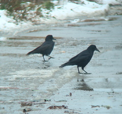 Corvus frugilegus