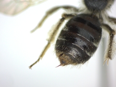 Andrena