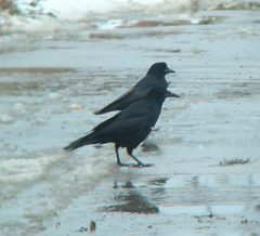Corvus frugilegus