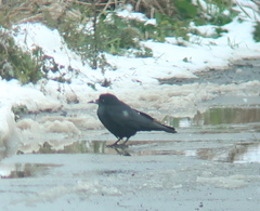 Corvus frugilegus