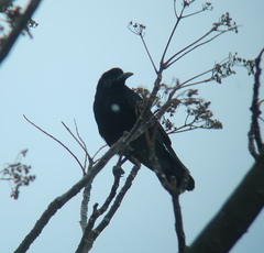 Corvus frugilegus