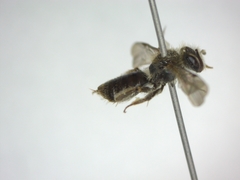 Andrena