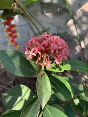Ixora