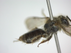 Andrena