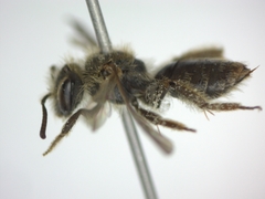 Andrena