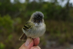 Poecilotriccus senex