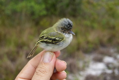 Poecilotriccus senex