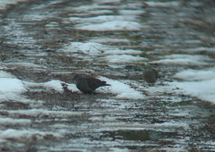 Streptopelia orientalis