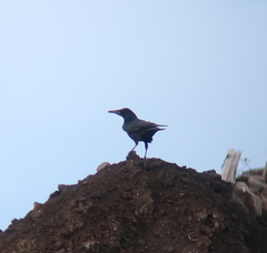 Corvus frugilegus