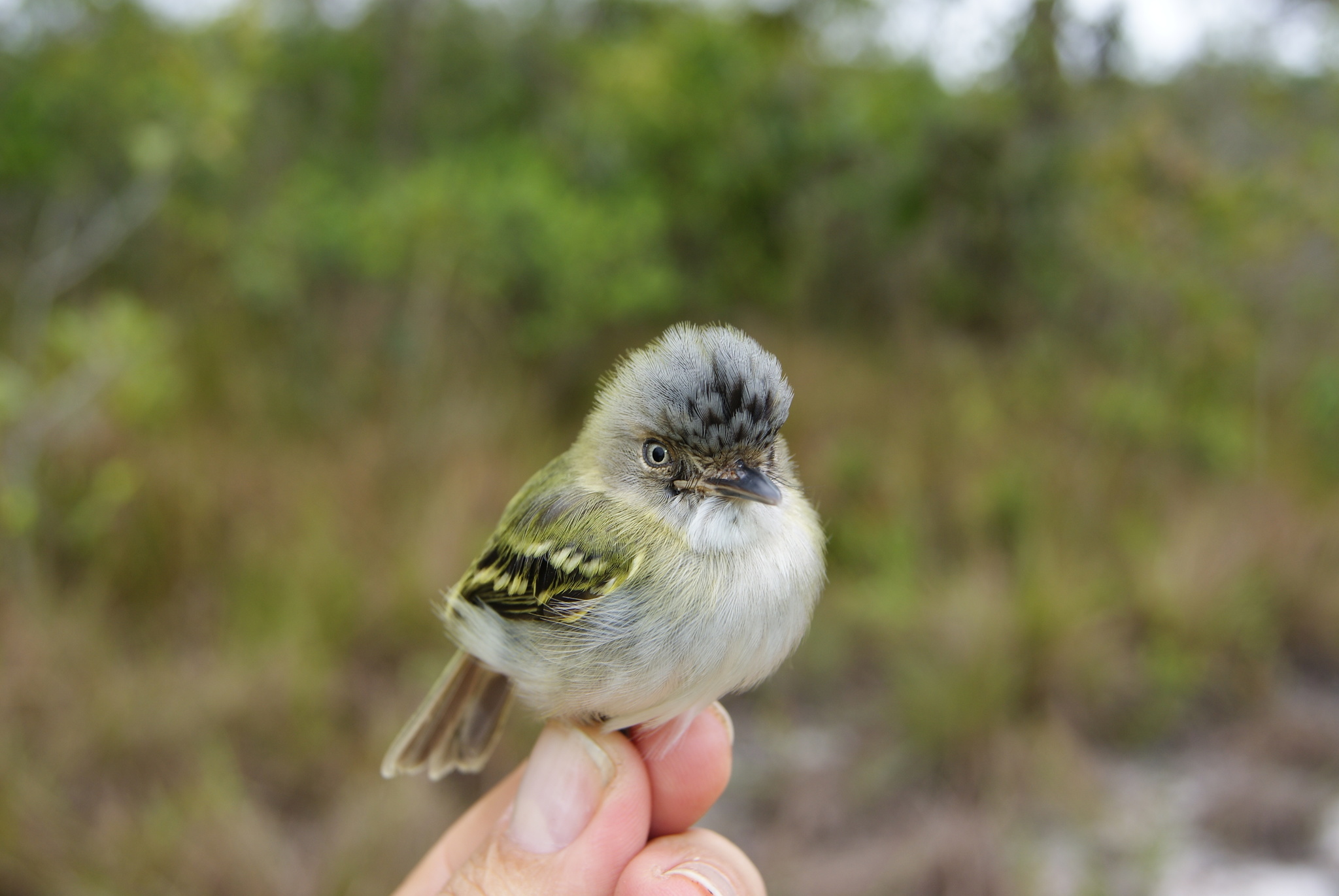 Buff-cheeked Tody-Flycatcher illustration