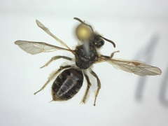 Andrena