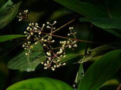 Alseodaphne semecarpifolia