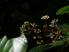 Alseodaphne semecarpifolia