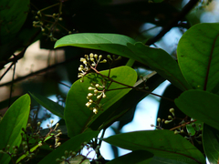 Alseodaphne semecarpifolia